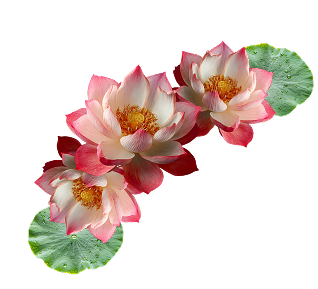 flower-2