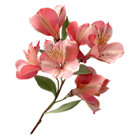flower-3